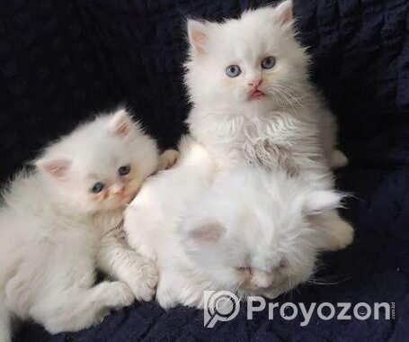Pure persian cat