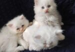 Pure persian cat
