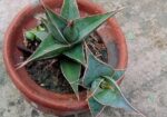 Sansevieria Pinguicula (snake Plant)