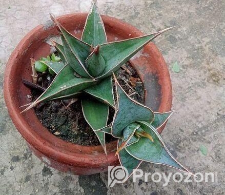 Sansevieria Pinguicula (snake Plant)
