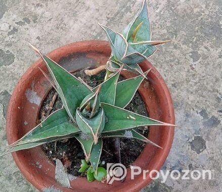 Sansevieria Pinguicula (snake Plant)