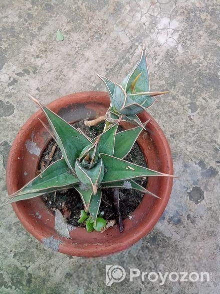 Sansevieria Pinguicula (snake Plant)