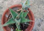Sansevieria Pinguicula (snake Plant)