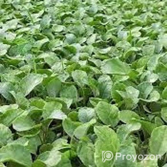 বাধা কপির চারা