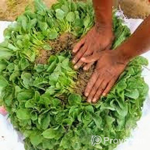 বাধা কপির চারা