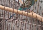এডাল্ট বাজরিগার