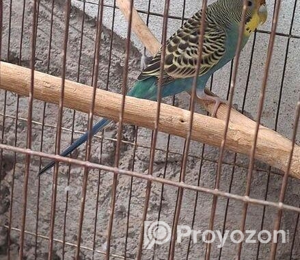 এডাল্ট বাজরিগার