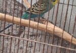 এডাল্ট বাজরিগার