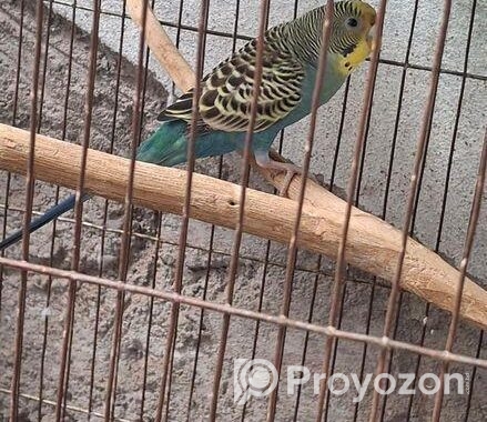 এডাল্ট বাজরিগার
