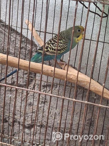 এডাল্ট বাজরিগার