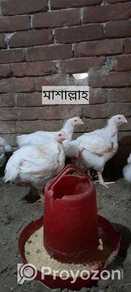 পল্টি মুরগি বাড়িতে পালিত