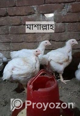 পল্টি মুরগি বাড়িতে পালিত