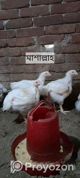 পল্টি মুরগি বাড়িতে পালিত