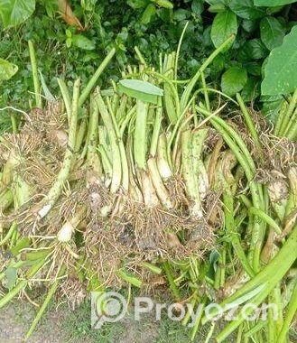 লতি কচুর চারা