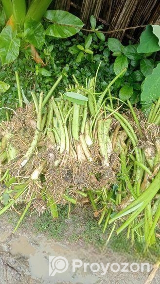 লতি কচুর চারা