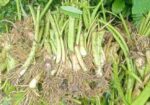 লতি কচুর চারা
