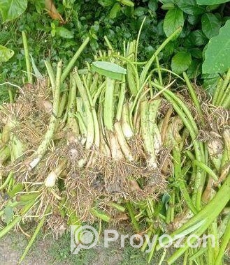 লতি কচুর চারা