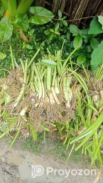 লতি কচুর চারা