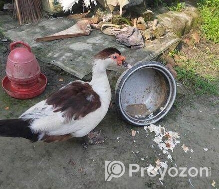 রানিং চিনা হাঁস মাদি