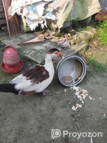 রানিং চিনা হাঁস মাদি