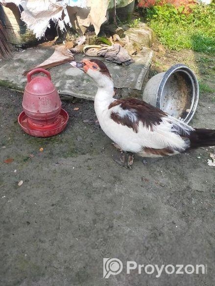 রানিং চিনা হাঁস মাদি