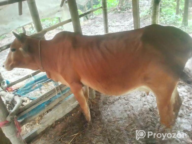 গাই বাছুর