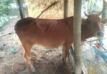 গাই বাছুর