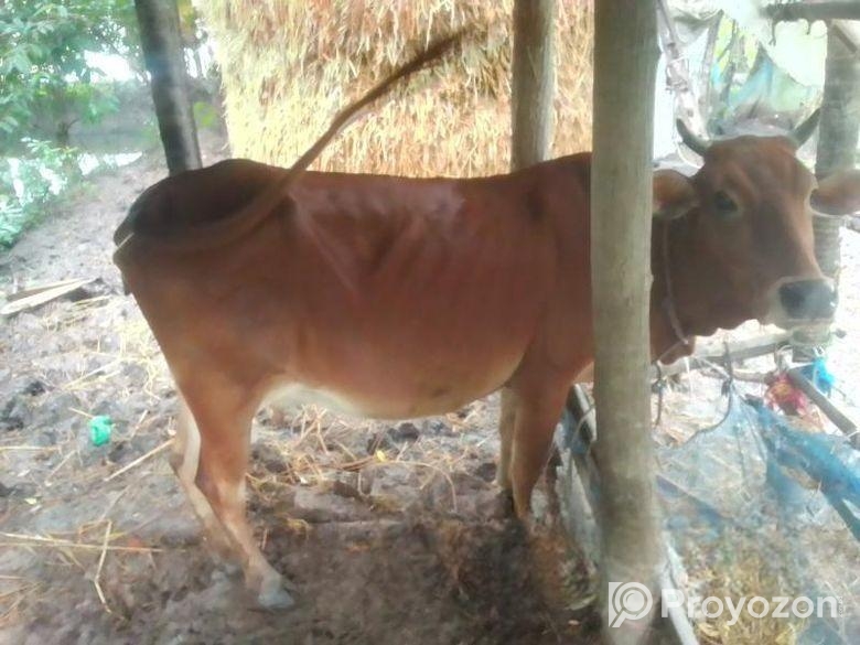 গাই বাছুর