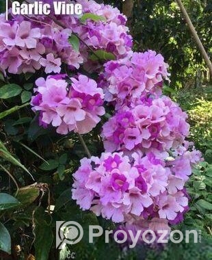 গাছের চারা