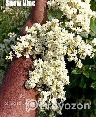 গাছের চারা