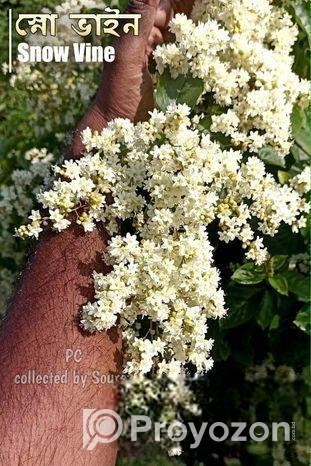 গাছের চারা