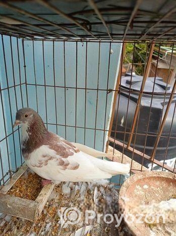 ২টা গিরিবাজ কবুতর