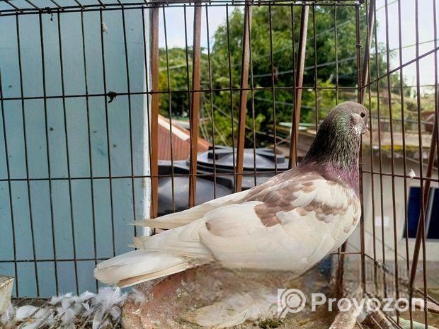 ২টা গিরিবাজ কবুতর