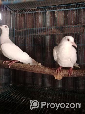 ঘুঘু পাখি বিক্রি