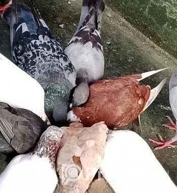 ঘুঘু পাখি বিক্রি
