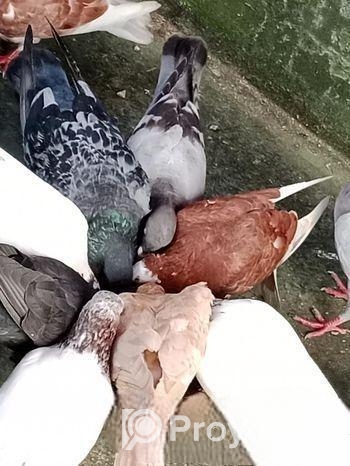 ঘুঘু পাখি বিক্রি