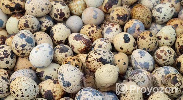 কোয়েল পাখির ডিম