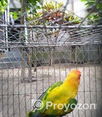 love bird male