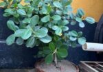 বনসাই গাছ ৮ বছর