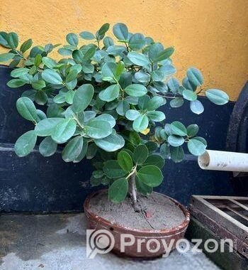 বনসাই গাছ ৮ বছর