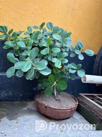 বনসাই গাছ ৮ বছর