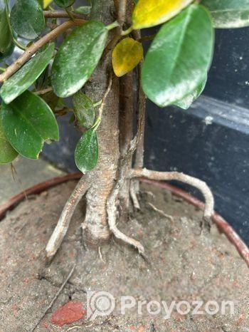 বনসাই গাছ ৮ বছর