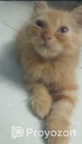 পারসিয়ান বিড়াল