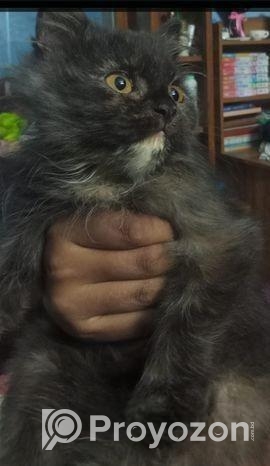 পারসিয়ান বিড়াল