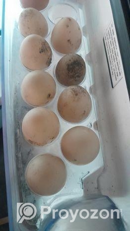 চীনের হাস এর বীজ ডিম বিক্রি করা হবে