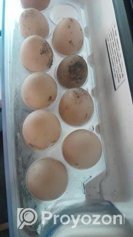 চীনের হাস এর বীজ ডিম বিক্রি করা হবে