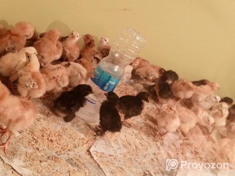 সোনালী মুরগী