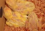 Lotino red hed love bird