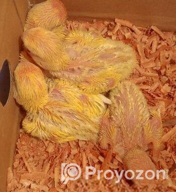 Lotino red hed love bird