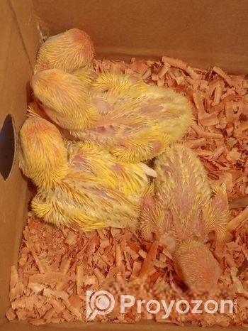 Lotino red hed love bird